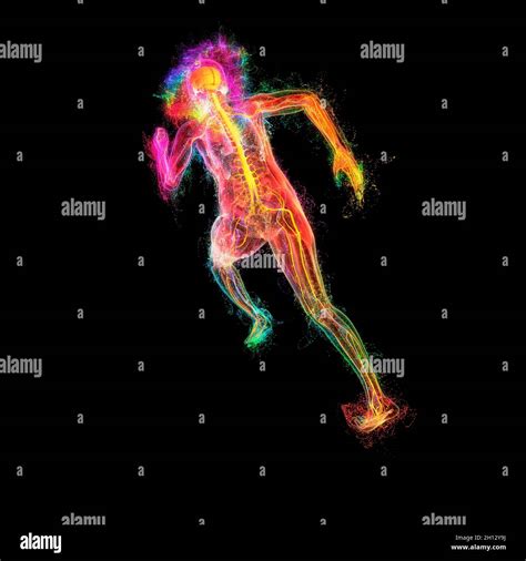 Human anatomy, illustration Stock Photo - Alamy