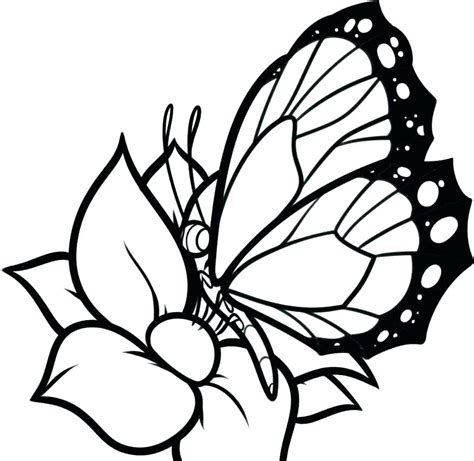 Butterfly Wings Coloring Pages at GetDrawings | Free download