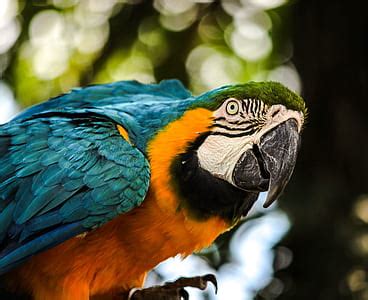 royalty  photo blue  yellow parrot pickpik