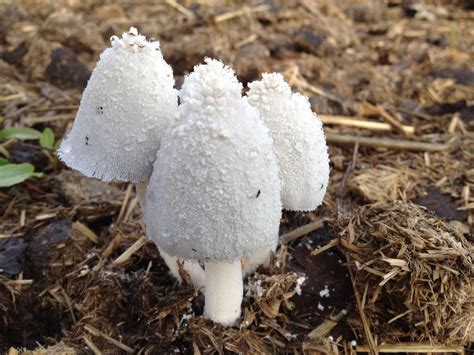 Coprino Blanco De Nieve Coprinopsis Nivea Picture Mushroom