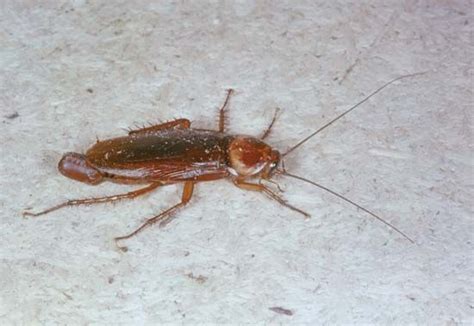 Cockroach Definition Facts And Species