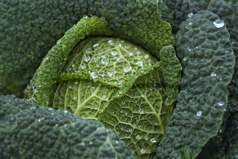 Kale Cabbage Vegetable Free Stock Photo Public Domain Pictures