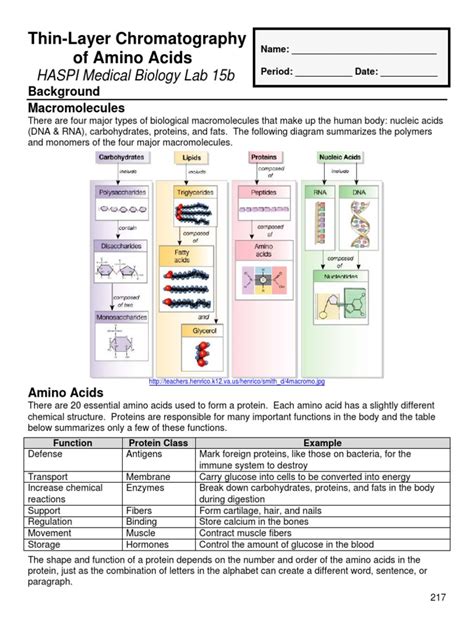 Thin Layer Chromatography Of Amino Acids Haspi Medical Biology Lab 15b Pdf Thin Layer