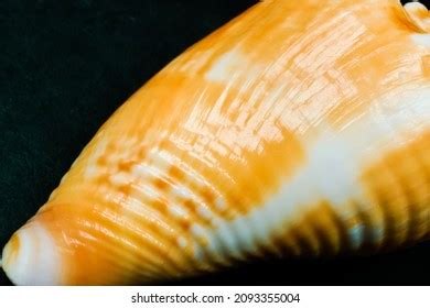 Macro View Shell Florida Fighting Conch Stock Photo 2093355004 ...