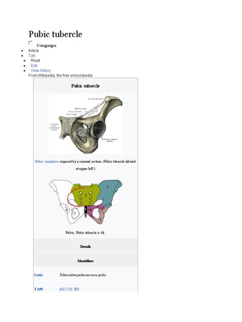 Pubic Tubercle | PDF