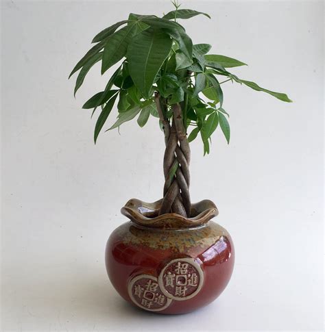 Live Money Tree Indoor Plant In A Ceramic Pottery Planter Etsy