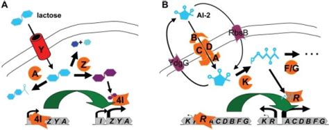 Test queries: lac operon and Lsr system.A. The lac oper | Open-i