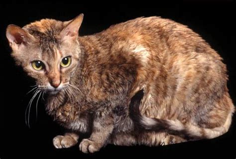 Top 5 Curly Haired Cat Breeds You Need To Know Your Pet Planet