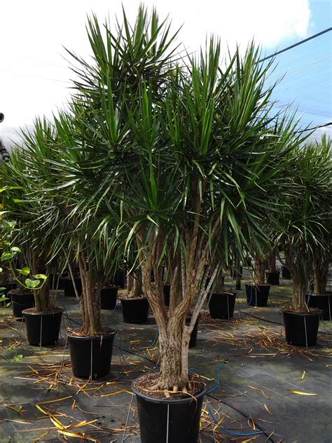 Dracaena Marginata Floridaplants Plants Floridafauna