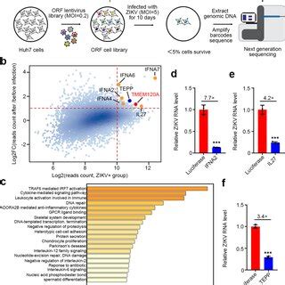 Human Genome Wide Gain Of Function Screening Identifies Host Factors