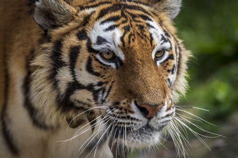 TIGRE DE SIBÉRIE - Zoo African Safari