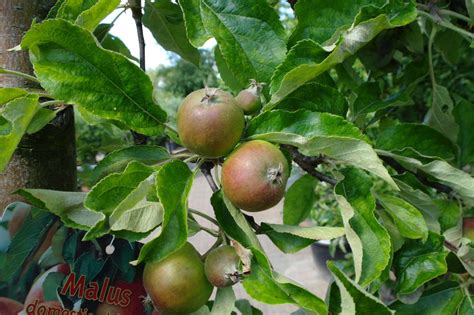 Malus Elstar Halfstam Kopen Tuinplantenonline Nl