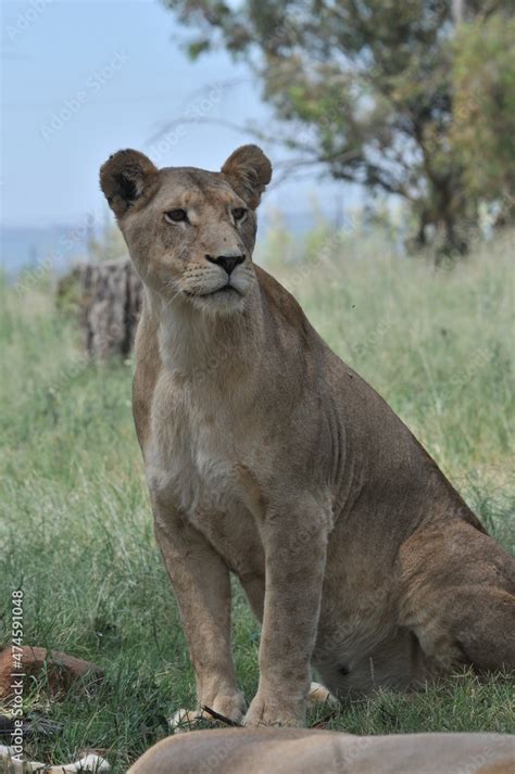 lioness and cubs Stock Photo | Adobe Stock