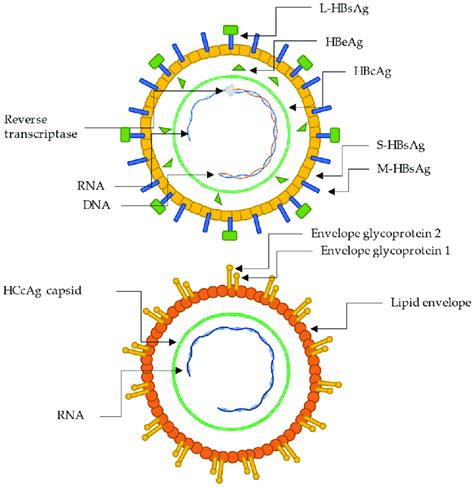 Pictorial Representation Of The Structure And Biology Of Hepatitis B