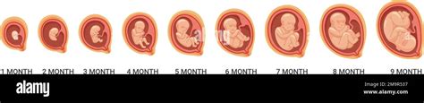 Human Pregnancy Stages Of Development