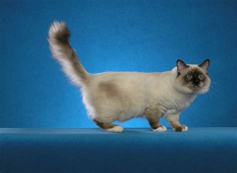 Birman Cat Hq Desktop Wallpaper 19156 Baltana