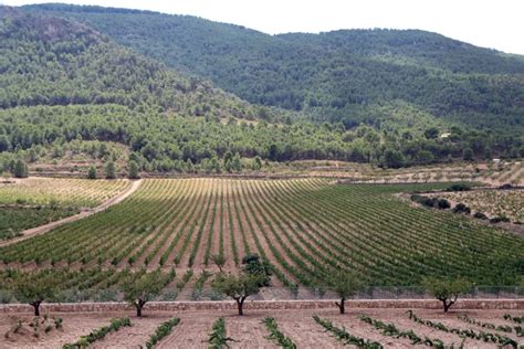 Agricultura Aprueba El Nuevo R Gimen De Ayudas Para Los Consejos