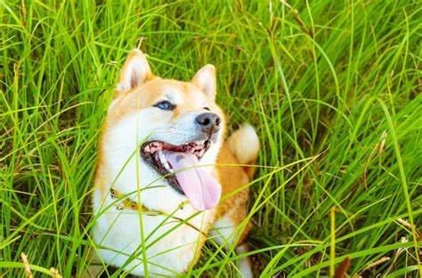 Cão raça shiba inu close up o cão senta se na grama em uma noite