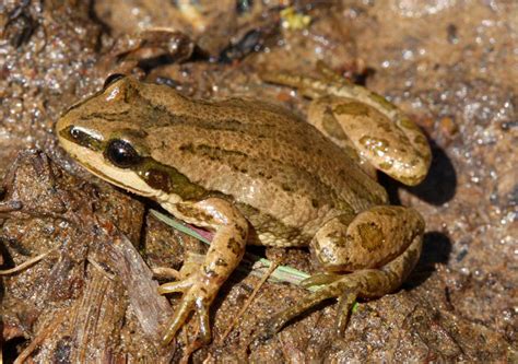 Boreal Chorus Frog 101: Physical Characteristics, Habitat, Behavior, and Conservation Status