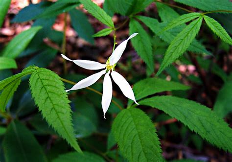 Rosaceae Gillenia Trifoliata Bowman S Root Flower A Photo On