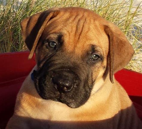 Rare South African Mastiff Puppies/Boerboels for Sale in Sarasota, Florida Classified ...