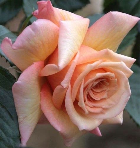 A Peach Colored Rose With Green Leaves