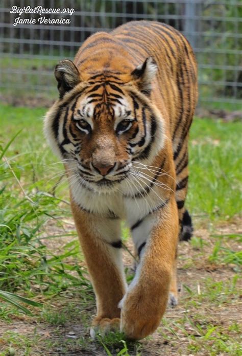 Good Morning Big Cat Rescue Friends Pretty Princess Priya Tiger