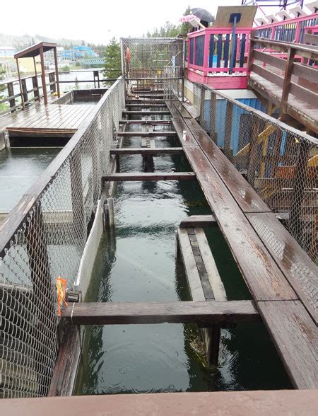 Quirky Attraction: The Whitehorse Fish Ladder in Yukon, Canada – Quirky ...