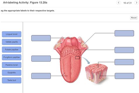 Solved Art Labeling Activity Figure A G The Appropriate Chegg