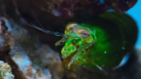 Puff Wonders Of The Reef Wild Pacific Media