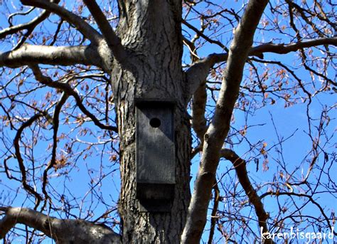 Karen S Nature Photography Naked Tree With Birdhouse