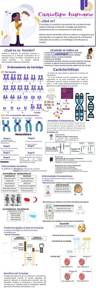 Infografía sobre el cariotipo humano PDF