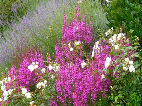 Lavendel Combineren Met Andere Planten Pvf Agbc