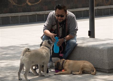 Chilango CanFest Campaña de esterilización gratis en CDMX cuándo