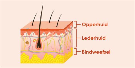 De Functies Van Huidlagen Van Heek Medical