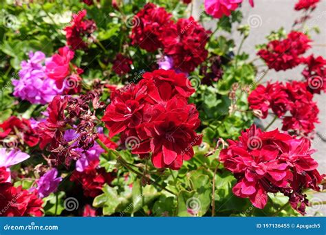 Dunkelrote Und Rosa Blumen Der Ivyleaved Pelargonie Mitte Juli