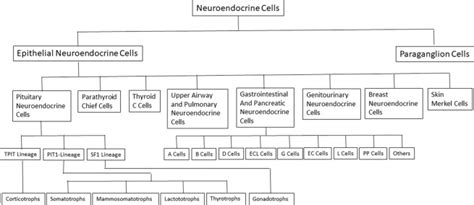 Pituitary Neuroendocrine Tumors A Model For Neuroendocrine Tumor