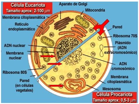 LAS BACTERIAS PPT