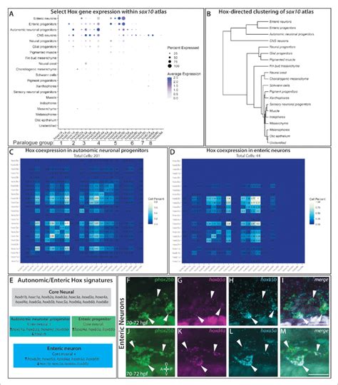 Hox Genes Expressed Across Cell Lineages Within The Sox10 Gfp Atlas Download Scientific