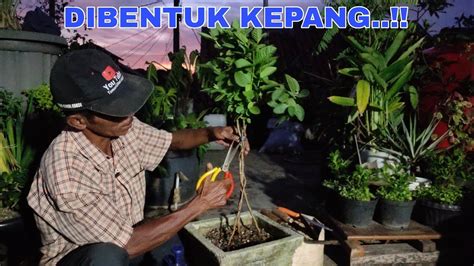 Cara Merawat Bonsai Jambu Biji Part Youtube