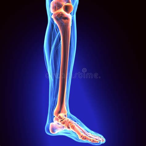 D Illustration Of Tibia Part Of Human Skeleton Stock Illustration