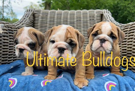 Bulldog Puppies For Sale