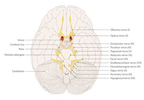 Cranial nerve palsies - Knowledge @ AMBOSS Nerve Palsy, Cranial Nerves ...