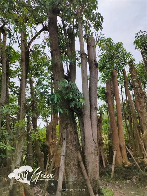 Jual Pohon Pule Taman Di Lumajang Berkualitas Bergaransi