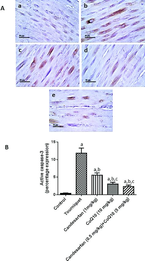 Effect Of Candesartan Coq And Their Combination On Active Caspase