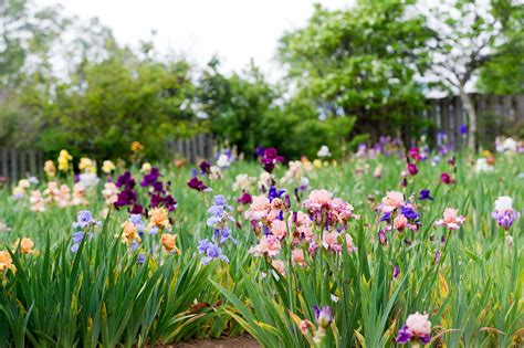 Perennials To Cut Back In Fall