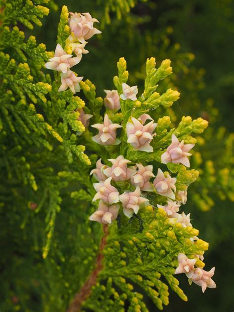 Thuja: Der Lebensbaum | ZIMPLY NATURAL
