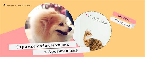 Стрижка собак и кошек в Архангельске | Ищете услуги стрижки кошек и ...