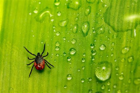 Latający Kleszcz Czym Jest Strzyżak Jeleni S7health Kompleksowa