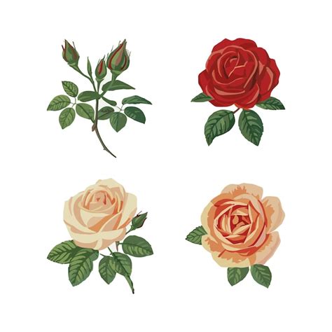 Premium Vector Set Of Rose Vector Illustration